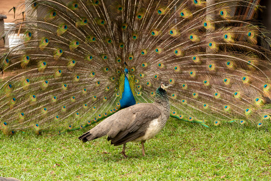 A male Indian peafowl fans out its magnificent, colorful tail feathers in a courtship display toward a female peahen standing on a grassy lawn in Eswatini.