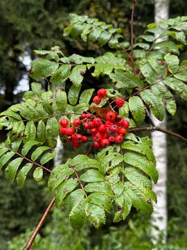 A close-up view of European rowan (Sorbus aucuparia) featuring a cluster of ripe red rowanberries surrounded by green pinnate leaves. The vibrant berries hang from slender branches against a soft-focu