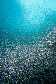 A large school of Silversides underwater