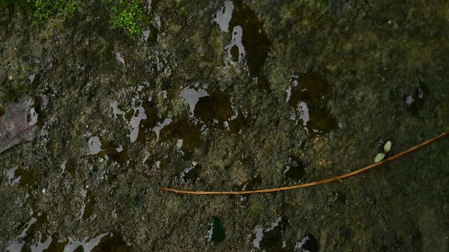 The green, jelly-like masses that grow on roads and pathways during the rainy season are blue-green algae, scientifically known as Cyanobacteria, most commonly from the genus Nostoc. Cause of accident