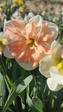 White pink orange blooming daffodils flowers growing in ground on background of green leaves and flowers on sunny spring day. Flowers narcissus with petals inflorescence. Bulbous perennial Vertical