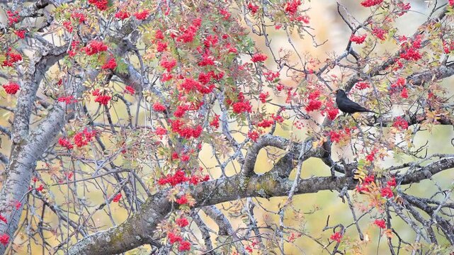 Eating rowan berries in the autumn season, the common blackbird (Turdus merula)