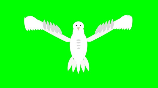White dove flying with flapping wings on green screen