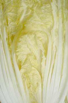 close up of Chinese cabbage