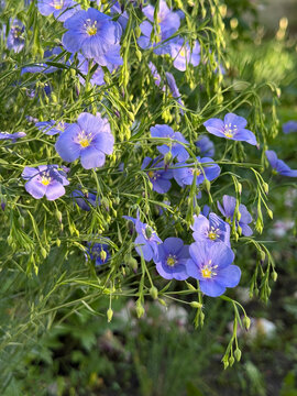 Blue flowers of blue flax lint vertical