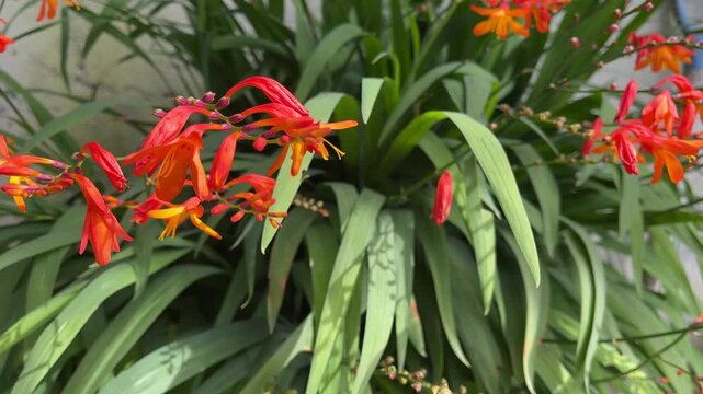 Orange crocosmia flowers blooming with green leaves in garden