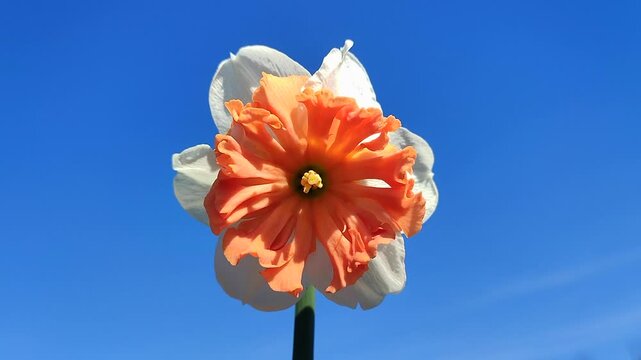 White orange blooming daffodils flowers on background of blue sky on sunny spring day. Blooming narcissus flowers with petals in an inflorescence. Bulbous perennial flowers.