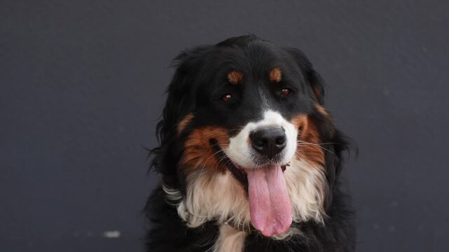 Bernese Mountain Dog panting with open mouth showing teeth, problems pet dental care, plaque, tartar and veterinary help concepts