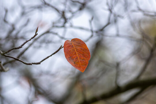 Last colorful autumn leaf of serviceberry hanging on a bare branch before winter against a soft blurred background