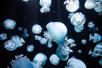ブルーキャノンボールジェリーの水中風景 / Blue Cannonball Jellyfish Underwater © 結衣 古賀