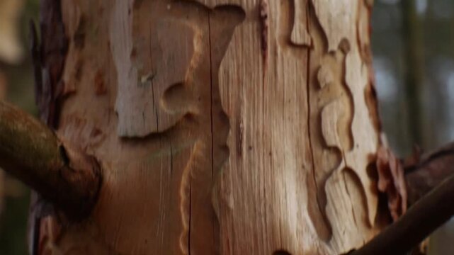 coarse-textured wood grain, natural carving details, and bite marks or tunnels left by wood-boring insects (bark beetles).