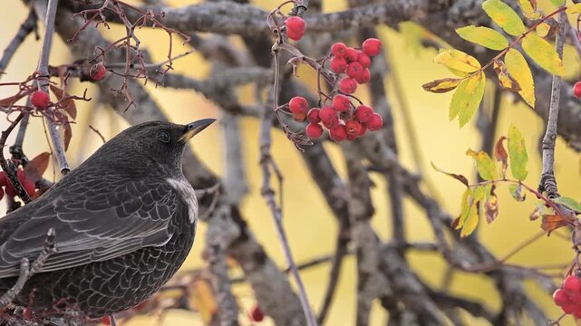 The ring ouzel takes a rowan berry (Turdus torquatus)