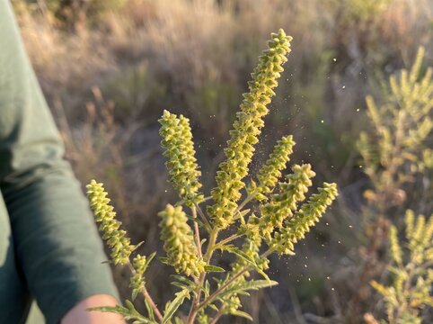 Ragweed pollen released from flowering plant