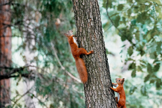 Two red squirrels climb a pine tree trunk in a lush green forest canopy, captured mid-climb with textured bark, natural light and a quiet, curious woodland mood.