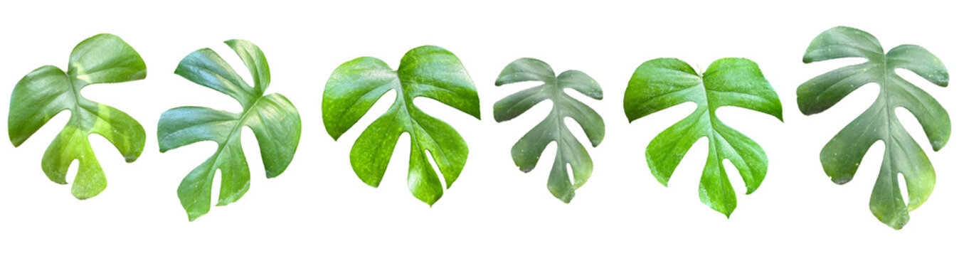 Rhaphidophora tetrasperma mini monstera leaf set isolated on transparent background, split leaf tropical houseplant png cutouts.