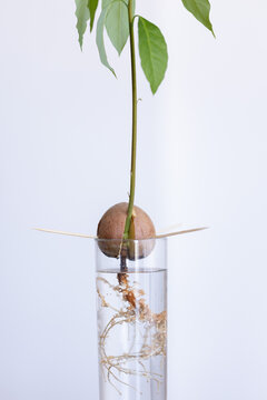 Growing avocado seed in water.