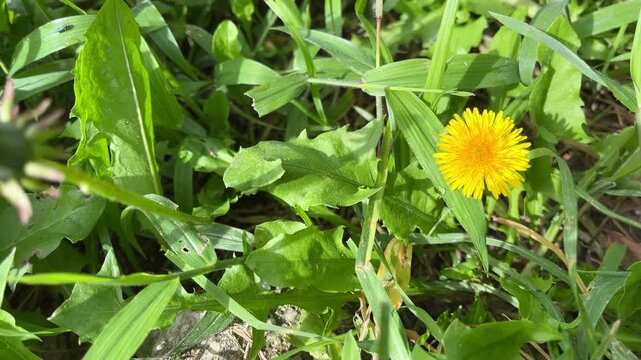 Yellow dandelion flower blooming in wild green grass field