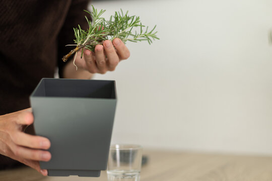 Growing rosemary at home. Woman preparing pot for potting young shoot with roots of a plant. Closeup.