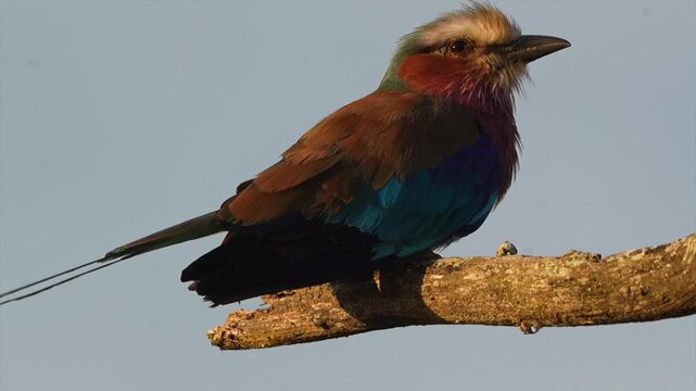Lilac breasted roller perches on a tree branch against blue sky. Close up
