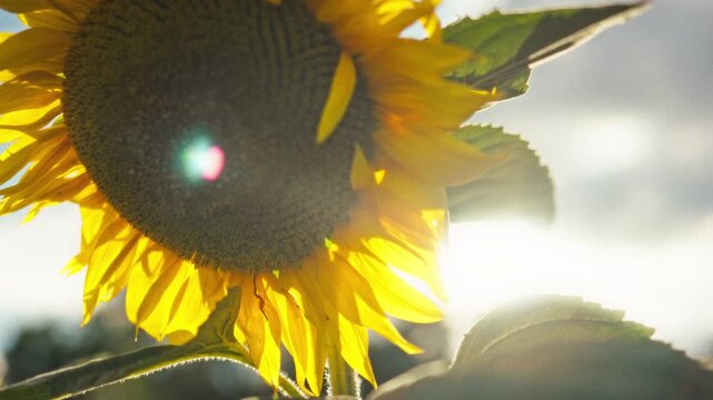 Bright yellow sunflower on an open field in close-up. Sunlight illuminates the petals and center with seeds. Concept of nature, rural landscape and summer season