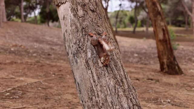 A squirrel is clinging to bark, holding a nut in its front paws and eating it