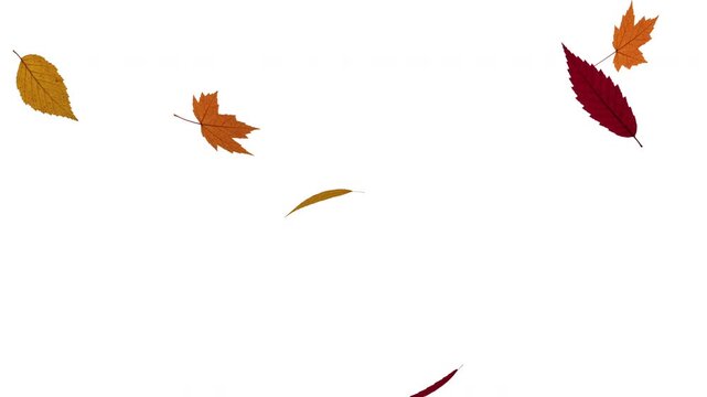 Vibrant autumn fall leaves falling on white background