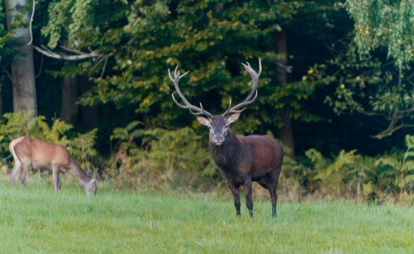 A beautiful european red deer in rutting season. Cervus elaphus.  A majestic red deer stands on a meadow, a doe grazes in the background
