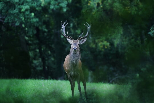 A beautiful european red deer in rutting season. Cervus elaphus.  artistic photography of a stag in rut