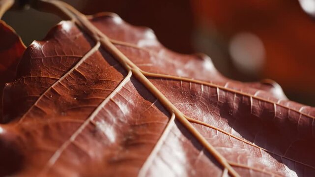 Curled copper brown autumn leaf under grazing sunlight, showing prominent raised veins, leathery dried surface folds, subtle dust traces and sculpted shadows across a warm cinematic macro composition