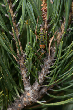 Bush-cricket (Lluciapomaresius ortegai) concealed among dry pine needles in La Virgen de la Vega, Alcal&aacute; de la Selva, Teruel, Spain