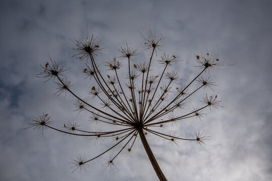 Dried hogweed flower head with radiating seed stalks silhouetted against a dramatic cloudy sky