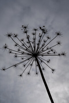 Dried hogweed flower head with radiating seed stalks silhouetted against a dramatic cloudy sky