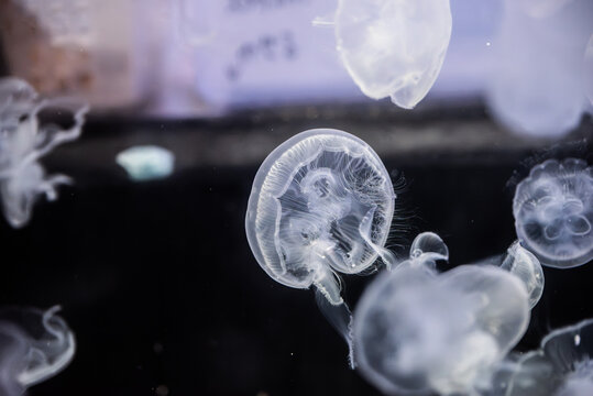 ミズクラゲの水中風景 / Moon Jellyfish Underwater