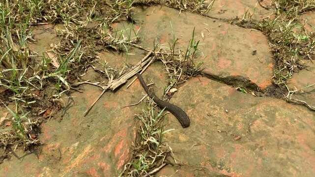 Close up shot of a dark leech crawling slowly across damp, mossy brick paving surrounded by grass on the ground in a humid rural village setting in monsoon season, Bangladesh.