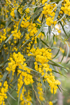 Blossoming of mimosa tree. Acacia pycnantha, golden wattle close up in spring, bright yellow flowers coojong, golden wreath wattle orange wattle blue-leafed wattle, acacia salign.