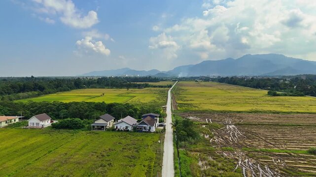 Straight Country Road Passing Through Rice Paddy Fields And Village Houses In Balik Pulau, Penang, Malaysia. aerial shot