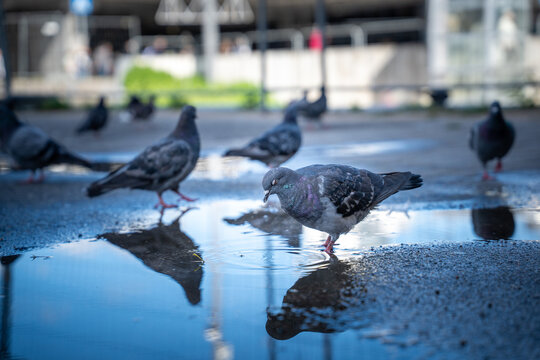 Flock of urban pigeons drinking and walking through a rain puddle with reflections on wet pavement