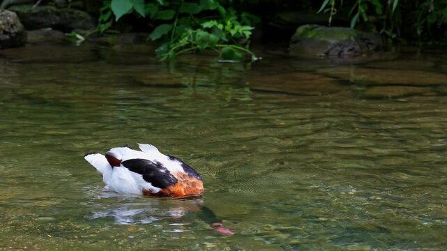 The common shelduck, Tadorna tadorna is a waterfowl species of the shelduck genus, Tadorna.