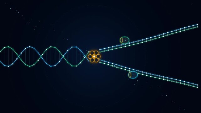 DNA Replication Fork Helicase Polymerase Molecular Machinery Loop
