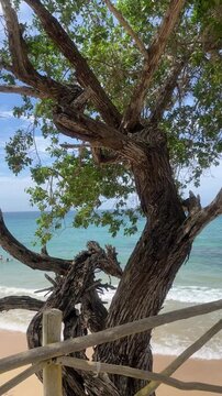 Twisted tree trunk framing tropical beach and turquoise ocean