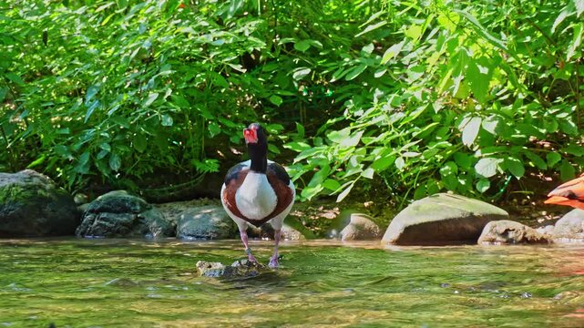 The common shelduck, Tadorna tadorna is a waterfowl species of the shelduck genus, Tadorna.