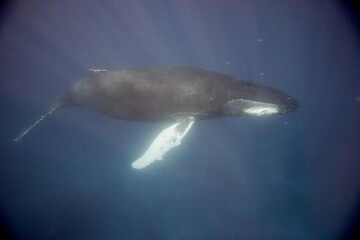 Humpback whale drifting along underwater in the Caribbean © willtu