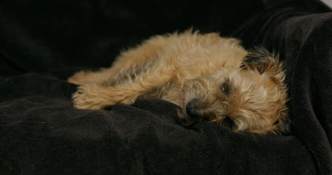 Female border terrier lying on soft blanket