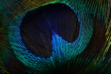 Abstract iridescent peacock feathers with blue green and gold tones © Macro Buddy