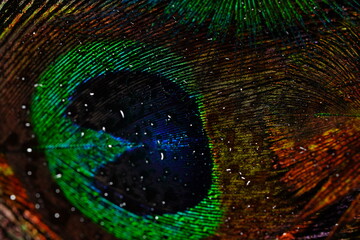 Water droplets on a dark peacock feather macro texture © Macro Buddy
