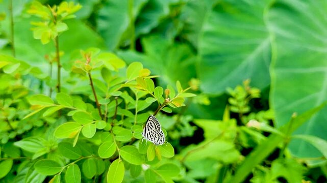 Small striped butterfly resting on lush green bush leaves insect nature wings wildlife greenery