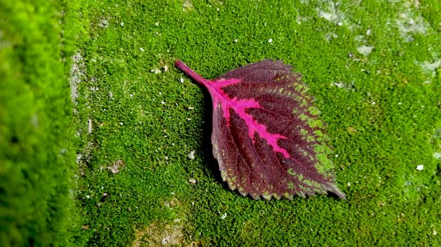 A single serrated purple and pink leaf lying on a green mossy stone moss nature foliage texture