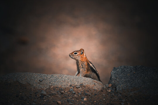 A curious chipmunk on a reconnaissance mission 