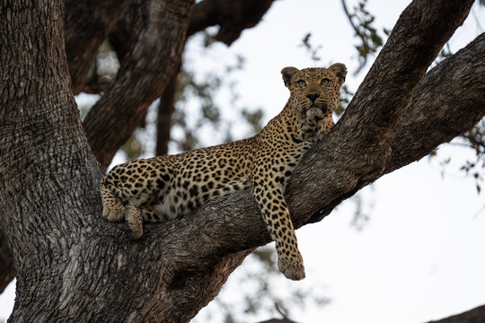 A female leopard lazing in a lead wood tree while looking into the distance, Sabi Sands. 