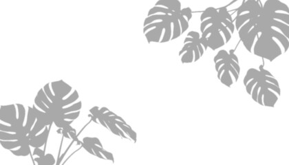 Monstera leaf shadows isolated on transparent background © fatima